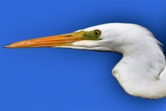 サギ