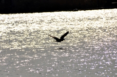 Fly