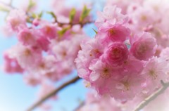 SAKURA