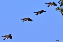 ブルーインパルス　いや、ムクドリです・・・