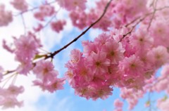 SAKURA