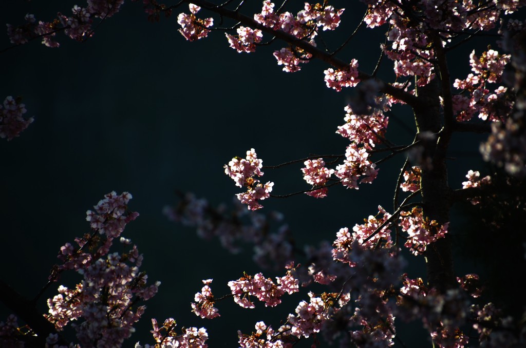 桜