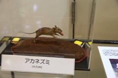 アカネズミ
