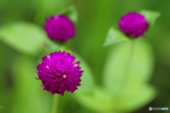 紫の玉花