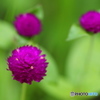 紫の玉花