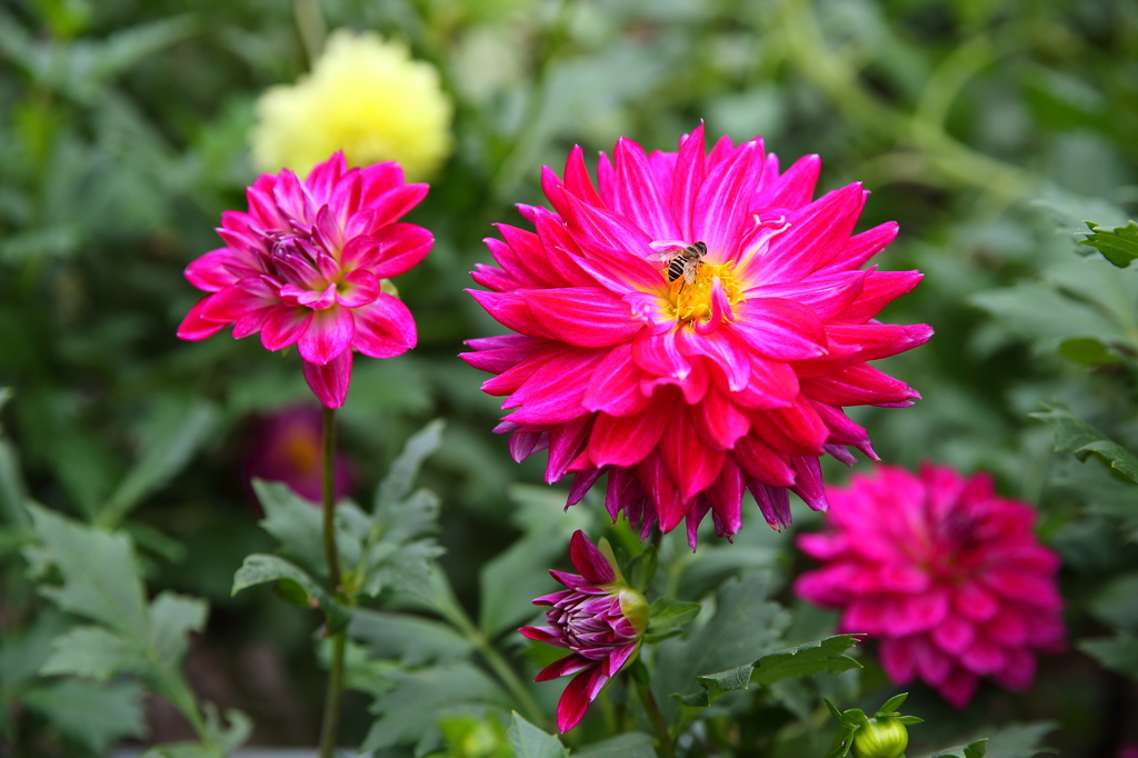 ダリアの花標準ズーム 4