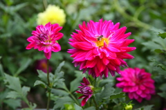ダリアの花標準ズーム 4