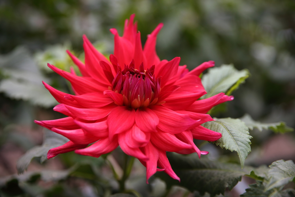 ダリアの花標準ズーム1