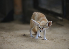 フェネックギツネ