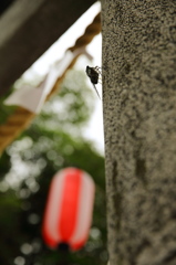 神社の蝉