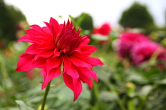 ダリアの花標準ズーム 5