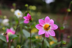 ダリアの花標準ズーム 3