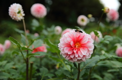 ダリアの花標準ズーム2