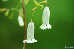 つりがね花