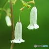 つりがね花