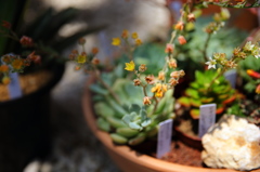 多肉植物の花
