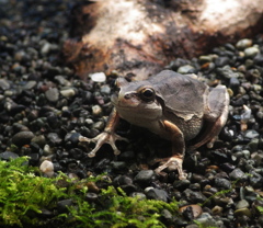 ニホンアマガエル