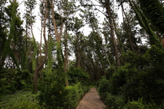 防風林