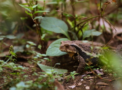 アズマヒキガエル