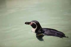 ペンギン