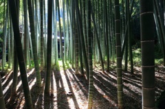 竹と影