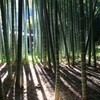 竹と影
