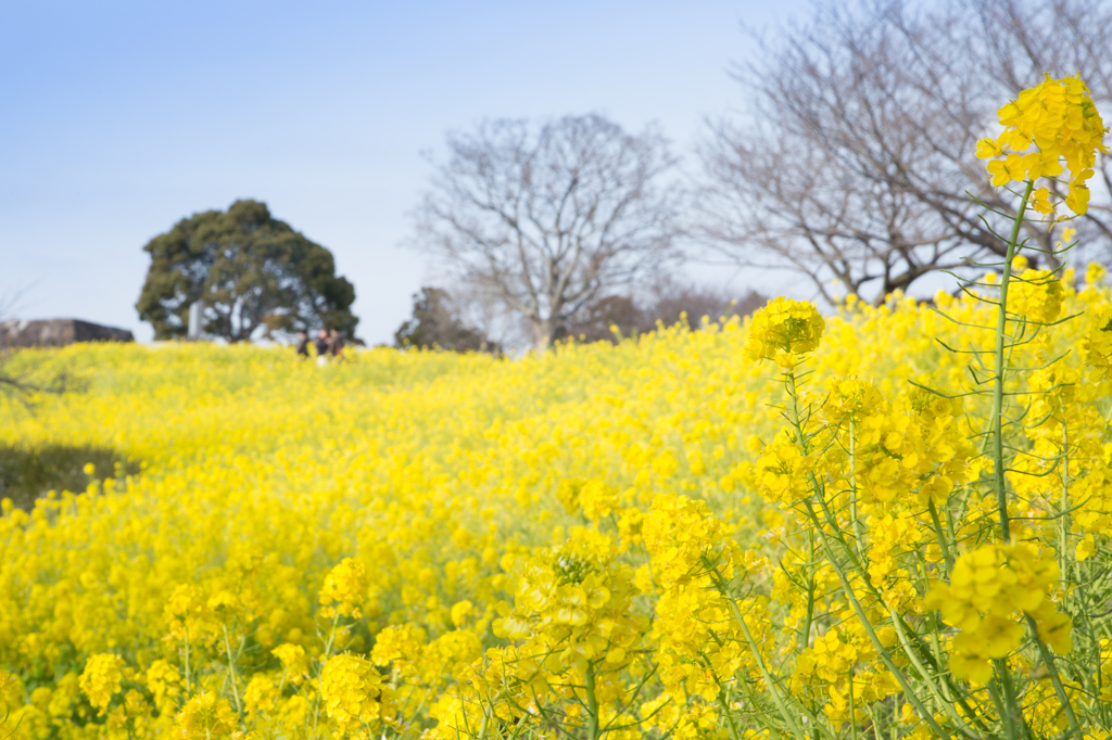 吾妻山公園