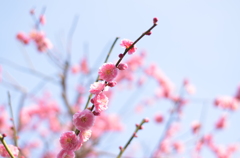 梅.1