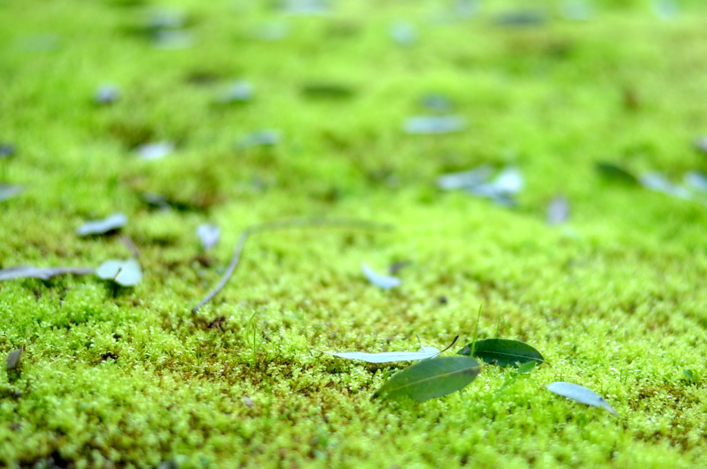 苔生す