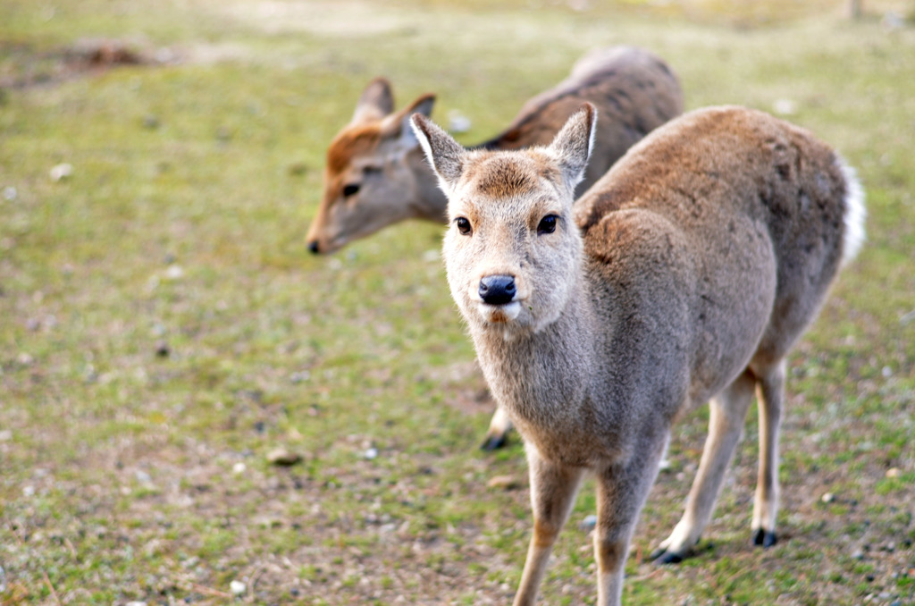 食べ物くれる？