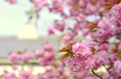 牡丹桜