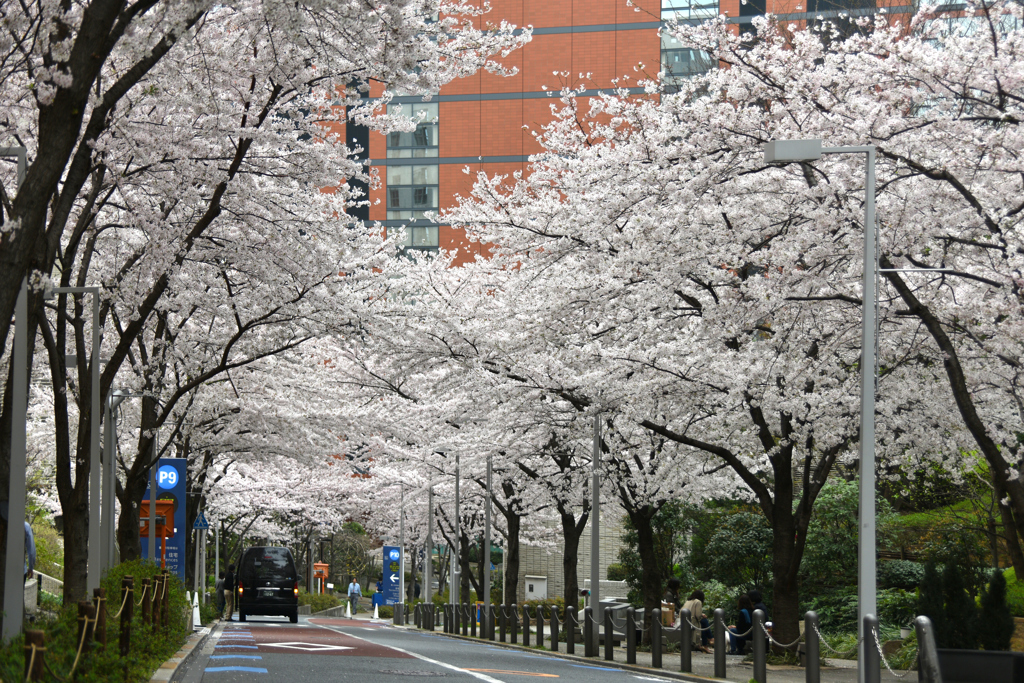 花言葉は「純潔」