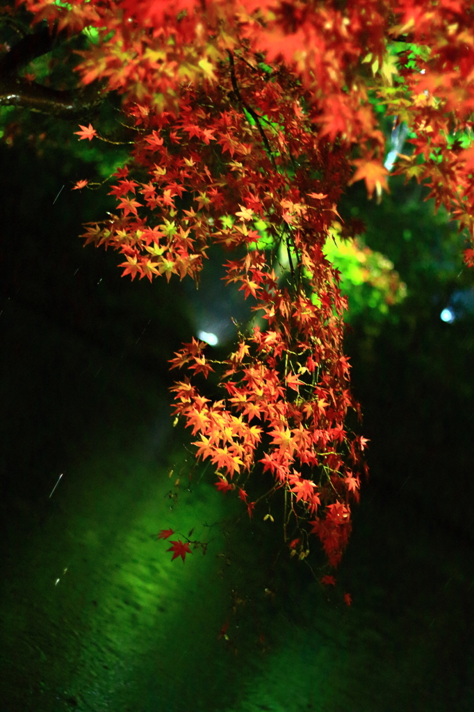 雨、光る水面と幻想的な紅葉。