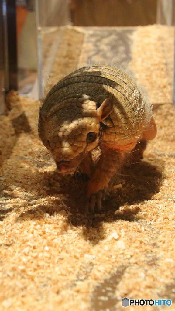 鋭い眼差し