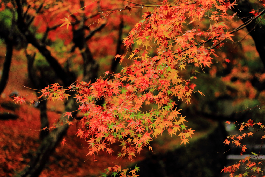 五分咲き紅葉。