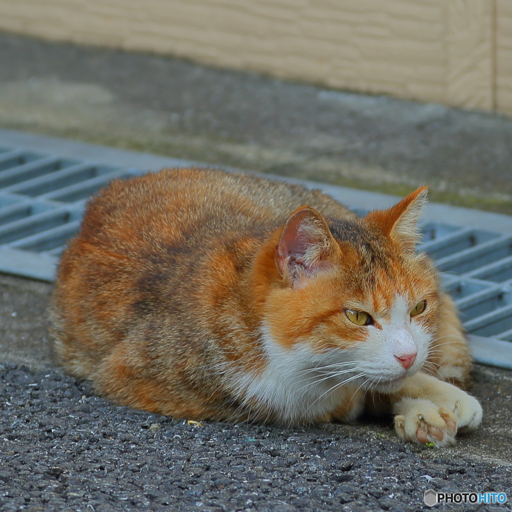 野良猫