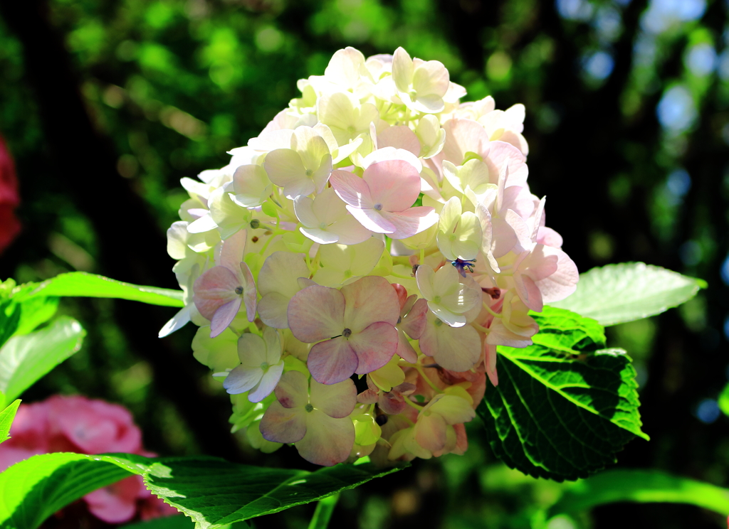 紫陽花の美しさを感じる