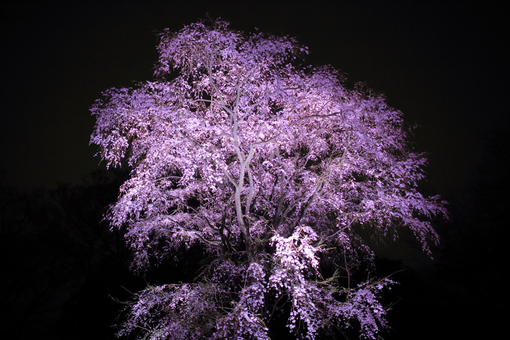 夜に浮かび映る桜