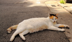 モデルになりたい猫