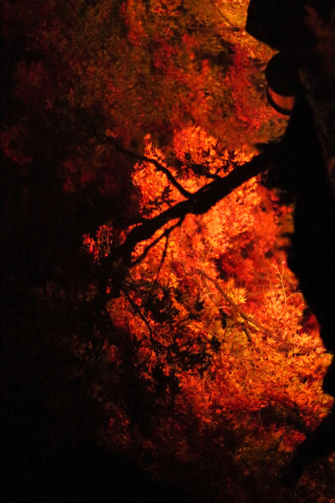 池に咲く紅葉風景