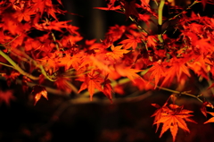 紅葉の雨