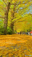 昭和記念公園といえば-ローアングル‐