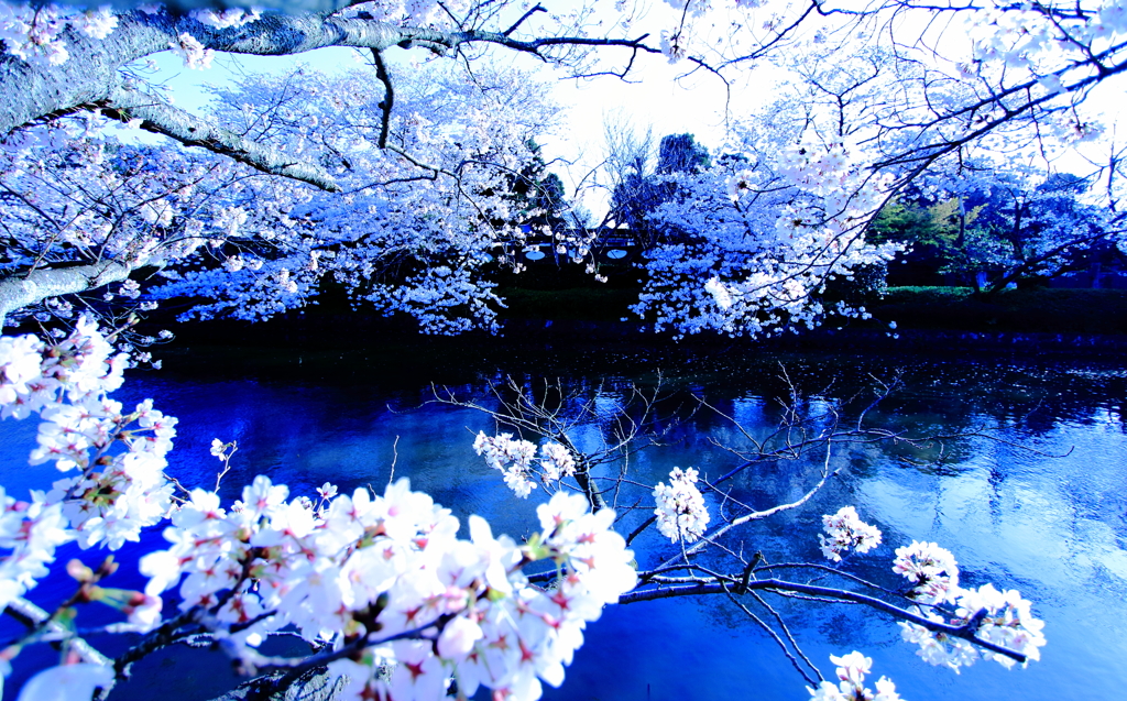 日本の桜景色と思える風景