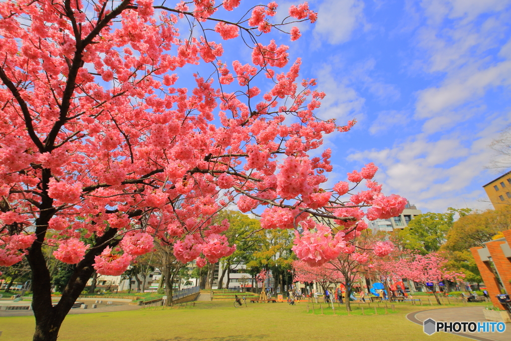 横浜公園に春がきた