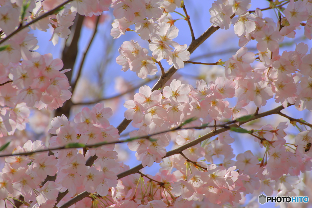 桜の綱渡り