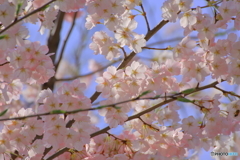 桜の綱渡り