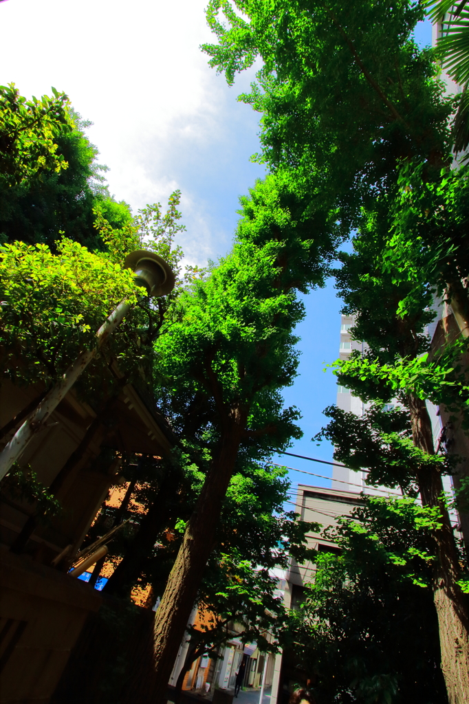 神社から見上げる