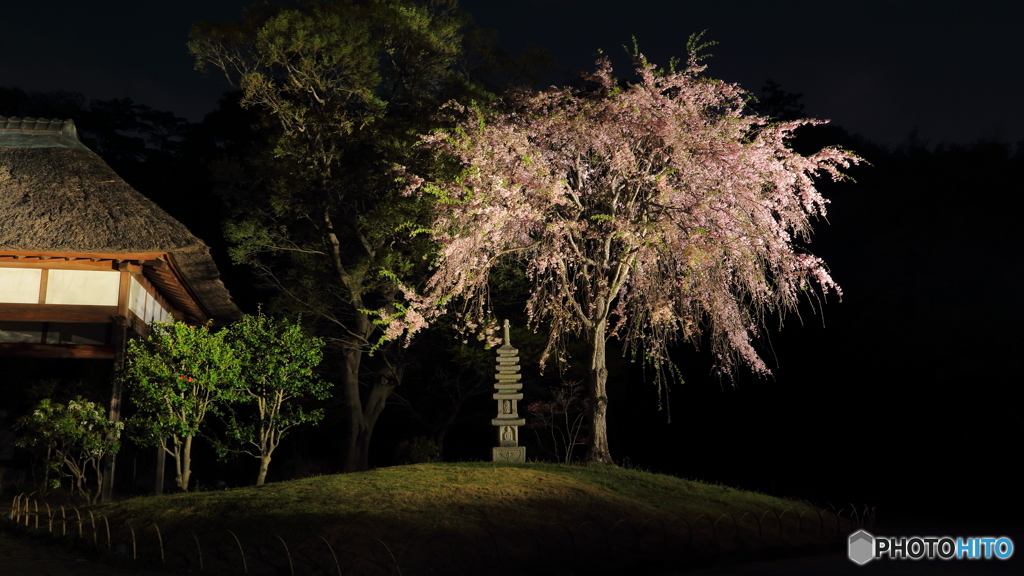夜桜