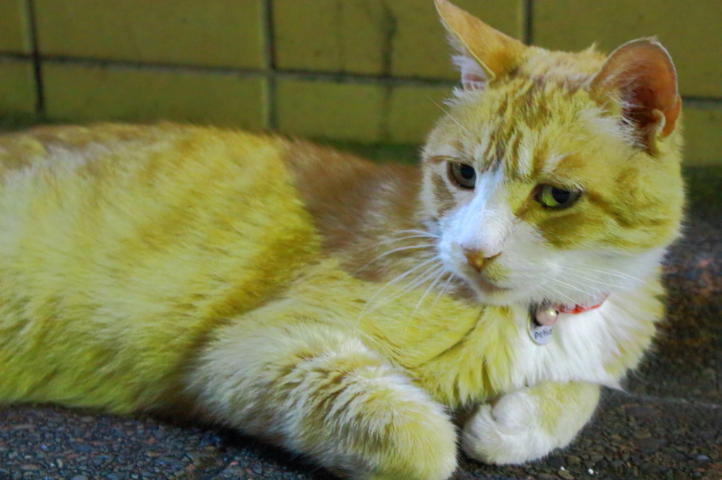 蒲田夜はセクシーキャットと