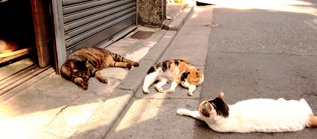 見つけた！猫！